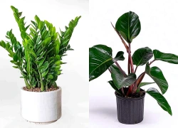 4 loại cây mang ý nghĩa may mắn, thích hợp đặt trong phòng thờ