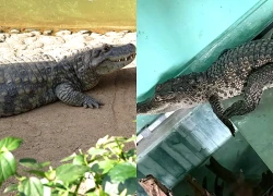 Cá sấu nước ngọt dài 1 mét đi lạc vào nhà dân ở Huế