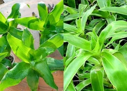 Tác dụng của cây lược vàng với sức khỏe