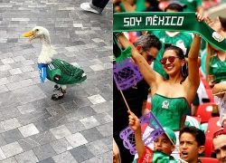 Vịt mặc áo tuyển Mexico 'chiếm sóng' World Cup