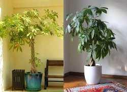 4 vị trí phạm phong thủy không nên đặt cây Kim ngân