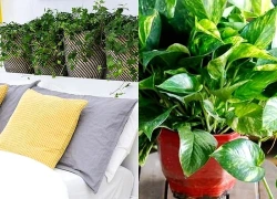 Muốn tình duyên hanh thông, người độc thân nên đặt cây gì trong phòng ngủ?
