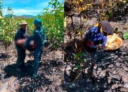 Phát hiện hai vợ chồng tử vong sau vụ cháy rừng