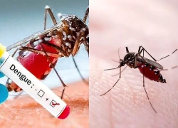 Sốt xuất huyết Dengue: Diễn biến khó lường, không theo quy luật cũ