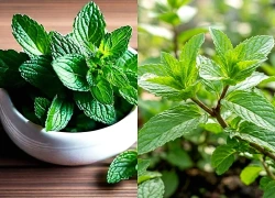 Vì sao người bệnh trào ngược dạ dày không nên dùng bạc hà?