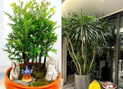3 cây cảnh trồng càng lâu càng quý: Không nên chặt cũng đừng tùy tiện mang cho