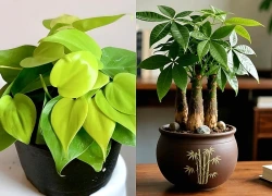 3 loại cây phong thủy được dân công sở yêu thích vì ý nghĩa thu hút tài vận