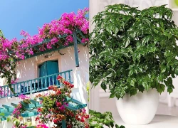 6 loại cây mang lại vận may, nên trồng ở ban công
