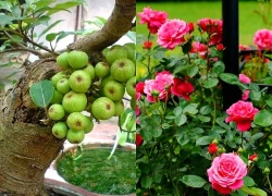 Cách chọn cây phong thủy bàn làm việc cho tuổi Sửu thu hút tài lộc