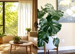 Nhà hướng Tây nóng như 'lò hấp' mùa hè: Áp dụng ngay những cách này để giảm nhiệt hiệu quả
