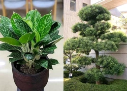 Thu hút vận may nhờ biết cách chọn cây phong thủy bàn làm việc cho người tuổi Tý