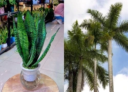 Top 7 cây cảnh dễ trồng ngoài trời mang tài lộc, may mắn