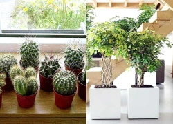 Tránh ngay 5 sai lầm này khi đặt cây phong thủy trong nhà