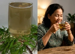 Uống nước lá đinh lăng buổi tối có giúp ngủ ngon hơn?