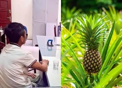 Xử phạt người đăng tin sai về quy trình trồng, chăm sóc cây dứa