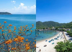 [Ảnh] Cù Lao Chàm rực sắc thơ khi ngô đồng chớm nở hoa giữa nắng hạ