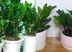 Cây kim tiền có 4 'thói quen' nhỏ, ai biết được cây sẽ ra hoa gọi lộc về nhà
