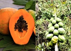 Chuyên gia dinh dưỡng ca ngợi loại quả tốt nhất cho hệ tiêu hóa