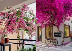 Có nên trồng cây hoa giấy trước nhà?