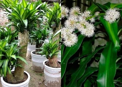 Có nên trồng cây Thiết Mộc Lan trước cửa nhà không?