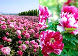 Hoa mẫu đơn hợp với ai? Vì sao loài hoa này được giới nhà giàu yêu thích?
