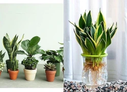 Nhỏ nhưng có 'võ': 2 cây phong thủy nào được dân công sở ưu ái trưng trên bàn làm việc?