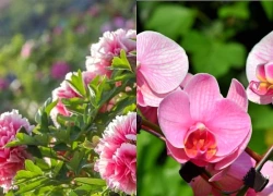 Những loài hoa tượng trưng cho giàu sang, phú quý, càng trưng càng may mắn