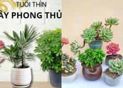 Tuổi Thìn nên để cây gì trên bàn làm việc để tiền tài hanh thông, sự nghiệp thăng tiến?