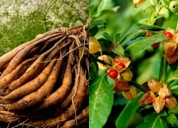 5 loại thảo dược hỗ trợ cân bằng nội tiết tố tự nhiên