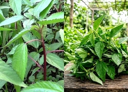 5 lợi ích của rau đay đối với sức khỏe