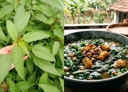 5 món ăn dưỡng sinh từ rau đay giúp thanh nhiệt, nhuận tràng