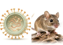 Bộ Y tế cập nhật thông tin mới nhất về bệnh do virus Hanta