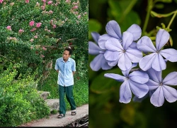 Con đường phủ kín hoa tường vi trong công viên ở Hà Nội