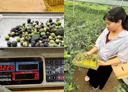 Công ty Greenland nhập lậu quả việt quất tươi trị giá hơn 10 tỷ đồng