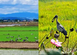 Đàn cò ốc quý hiếm xuất hiện trên cánh đồng lúa Phú Thiện