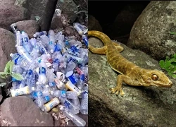 Động vật quý hiếm xuất hiện trên cung leo núi Bà Đen