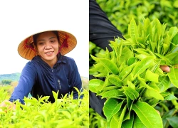 Check-in đồi chè xanh mát ở phía tây Hà Tĩnh
