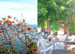 Hồn cây nơi xứ đảo