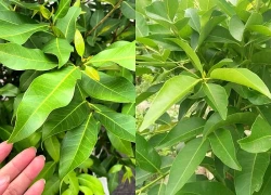 Lá vối có tác dụng gì? Những lợi ích với sức khỏe theo y học cổ truyền