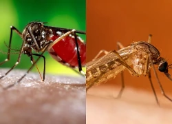 Mỹ đối mặt nguy cơ bùng phát dịch bệnh chết người từ muỗi nguy hiểm nhất 2 thập kỷ