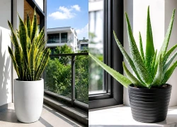 Top 5 cây cảnh mùa hè chịu nắng tốt, dễ trồng cho nhà phố