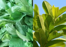 Uống 20 lá ổi mỗi ngày để chữa tiểu đường, người đàn ông ngỡ ngàng với kết quả