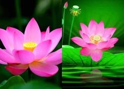 Đúng ngày mai, thứ Năm 30/7/2026, 3 con giáp nhân đôi tiền bạc, cầu được ước thấy, sự nghiệp 'thuận buồm xuôi gió' khó ai bì kịp