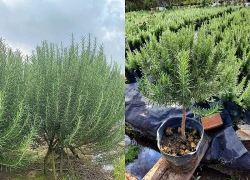 Loại cây gia vị hỗ trợ cải thiện đường huyết hiệu quả