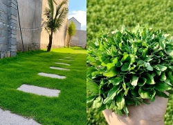 Top 5 loại cỏ trồng sân vườn đẹp, dễ chăm sóc nhất hiện nay