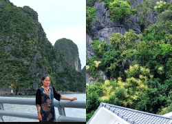 Bão đi qua hoa phát tài núi vẫn rực vàng trên vịnh Hạ Long
