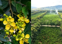 Mùa thu vàng ở thung lũng Kon Gang