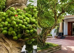 Có nên trồng cây sung trước cửa nhà?