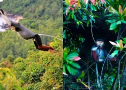 Du khách nước ngoài leo núi để ngắm loài linh trưởng đẹp nhất Việt Nam
