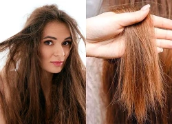 Dùng dầu gội đắt tiền nhưng tóc vẫn khô xơ? Nguyên nhân có thể nằm ở những thói quen hằng ngày